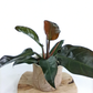 Philodendron Imperial Red C1,4