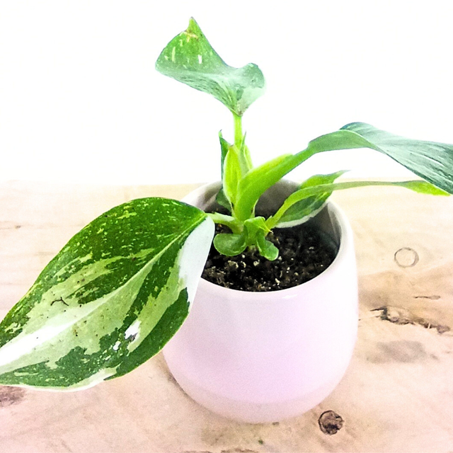 Filodendron White Wizard Philodendron C0,6