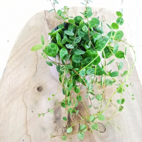 Peperomia prostrata C0,6