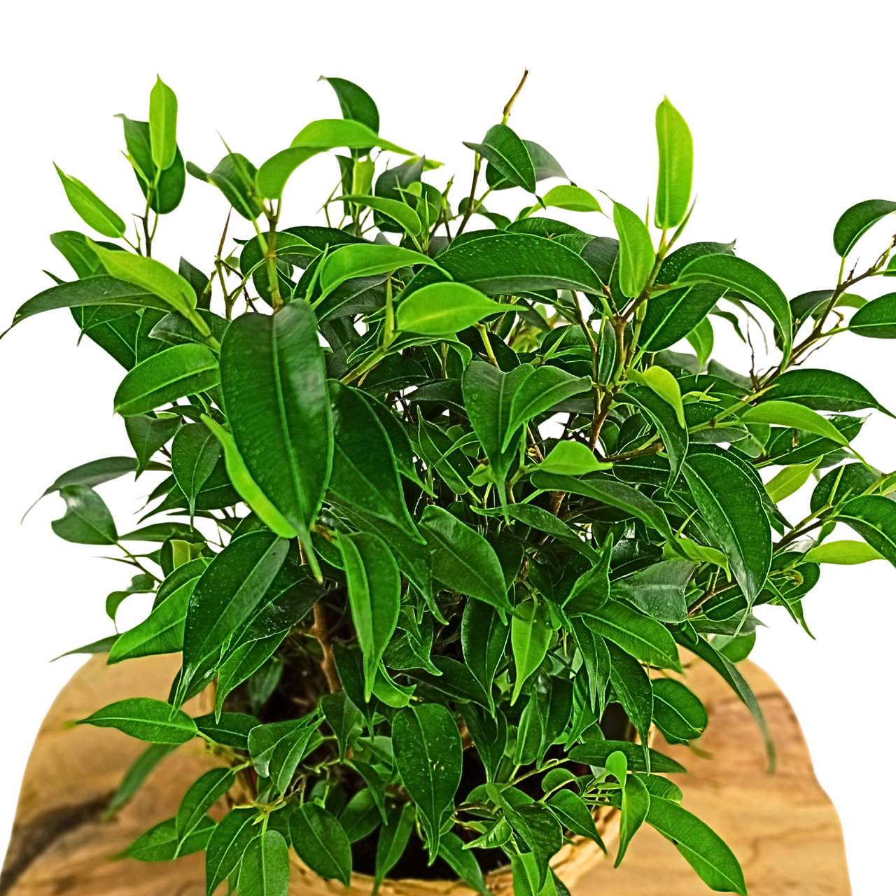 Fikus Nastasja Ficus Benjamin C1,2