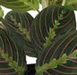 Calathea Beauty Star C1,2