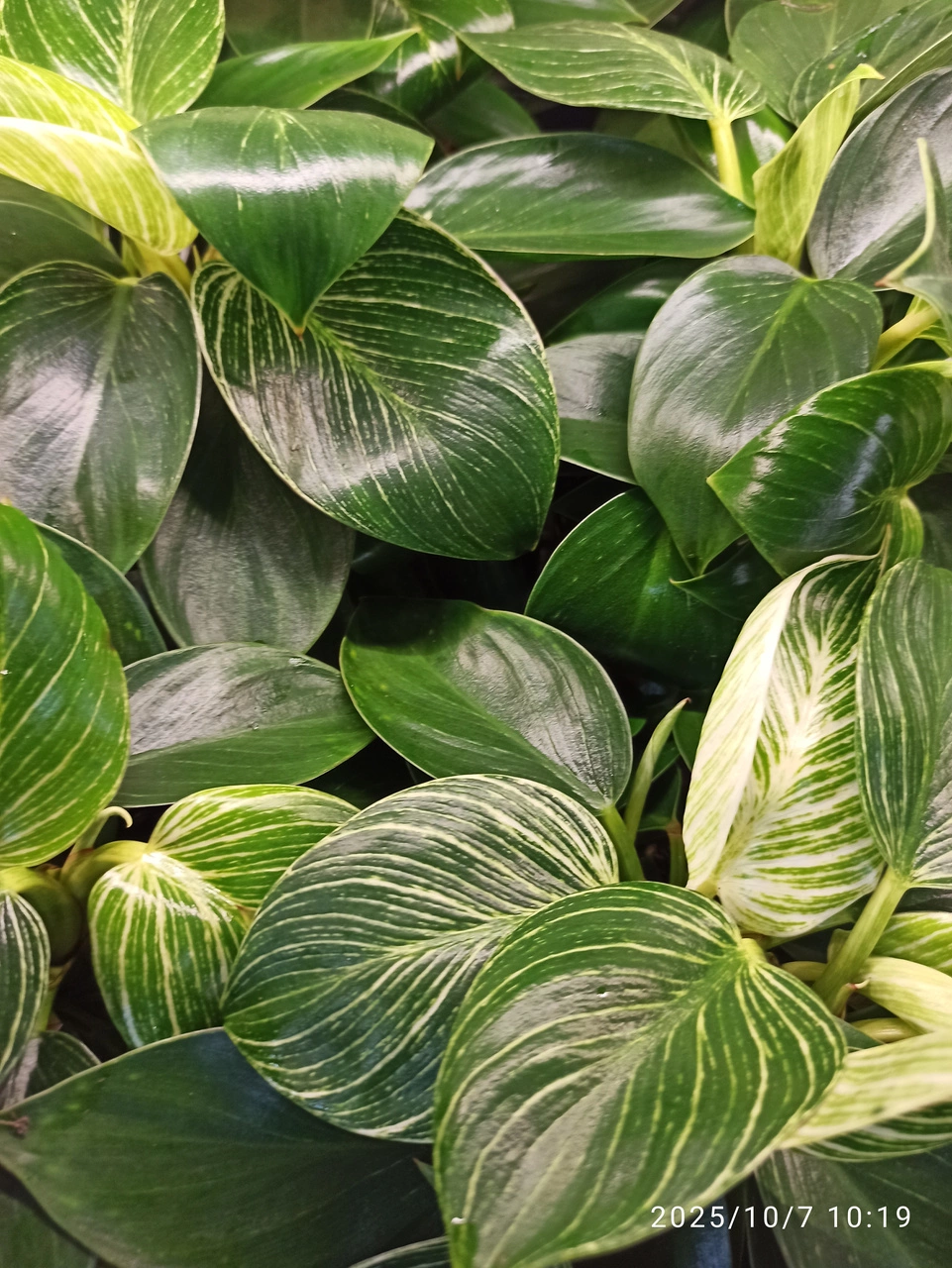  Philodendron Birkin White Measure C1,2