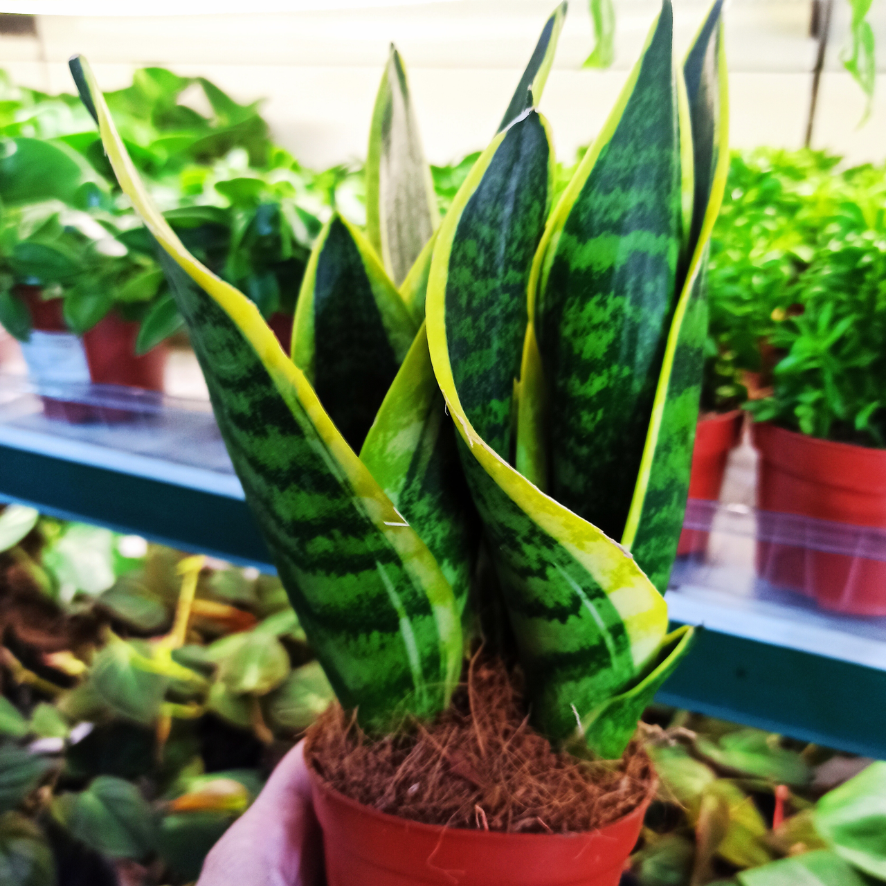 Aglaonema Peach Pearl C1,2
