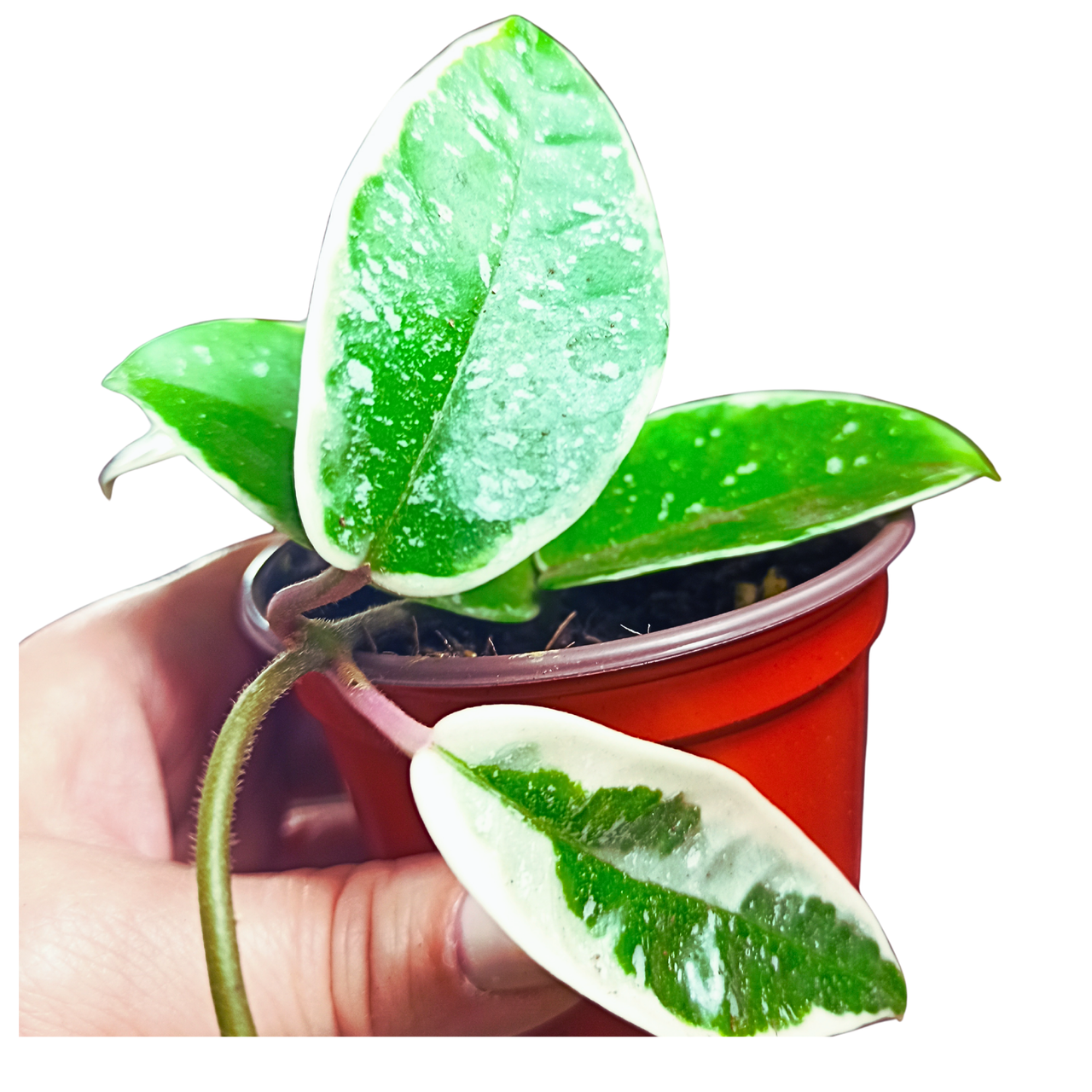 Aglaonema Peach Pearl C1,2