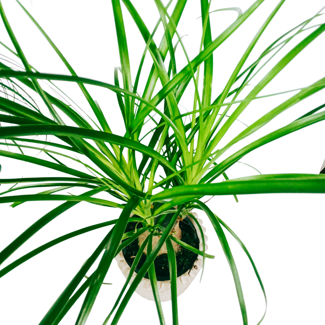 Beaucarnea recurvata Nolina wygięta C1,2