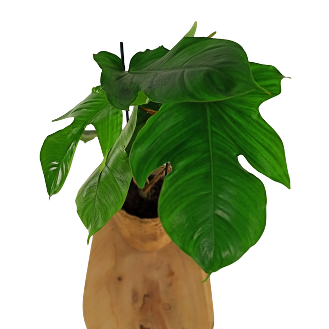 Philodendron squamiferum C1,2