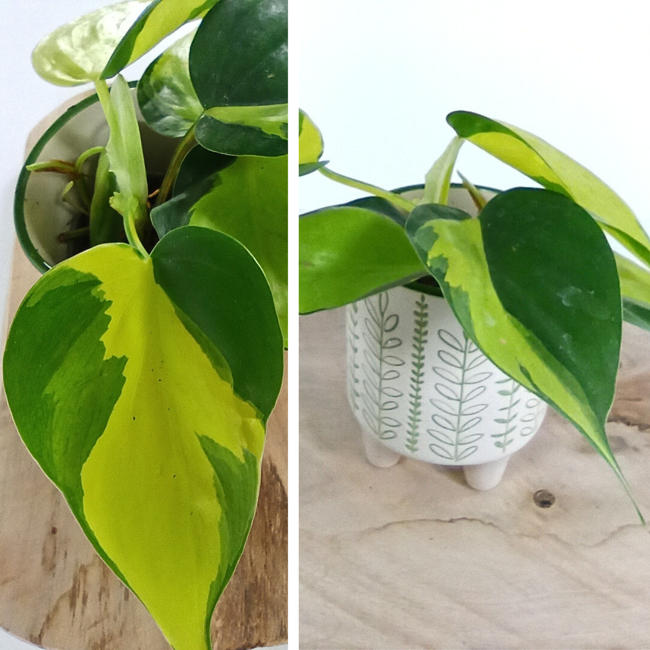 Philodendron Brasil C0,6