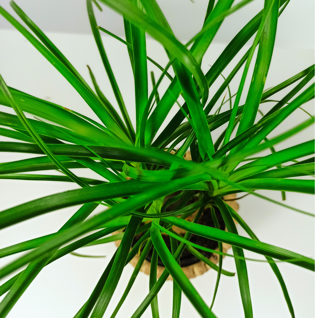 Beaucarnea recurvata Nolina wygięta C1,2