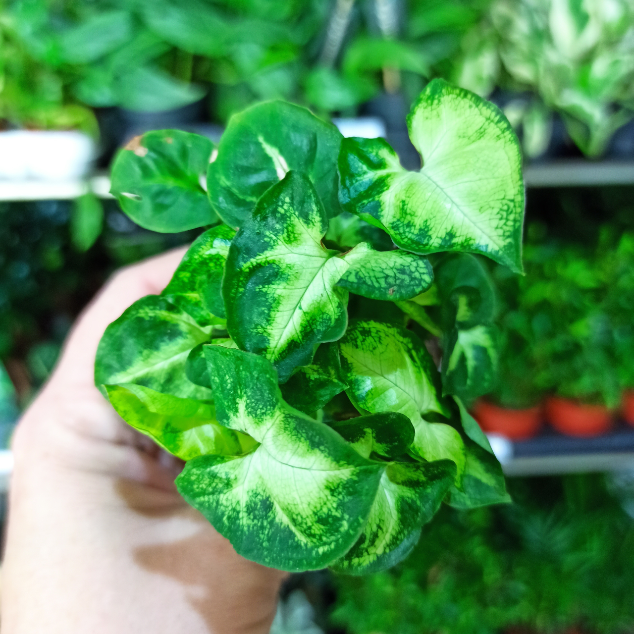 Syngonium Pixie C1,2