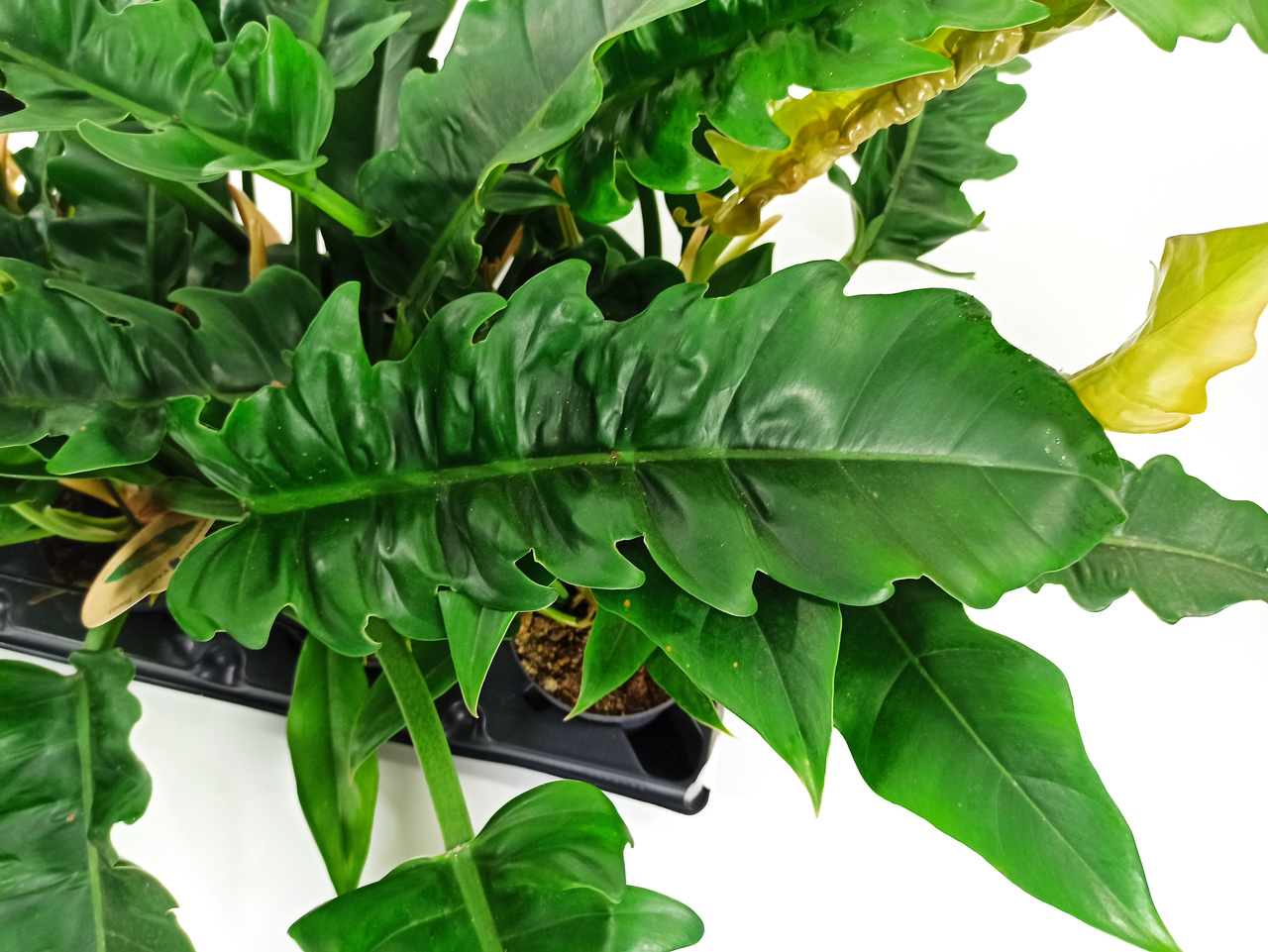 Filodendron Narrow Philodendron C1,2