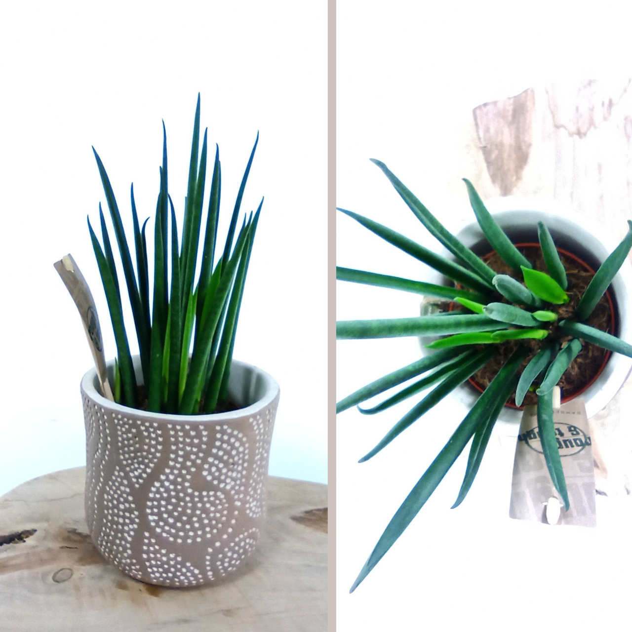 Sansewieria bacularis Sansevieria Mikado C1,0