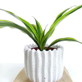 Dracena Lemon Lime C1,2