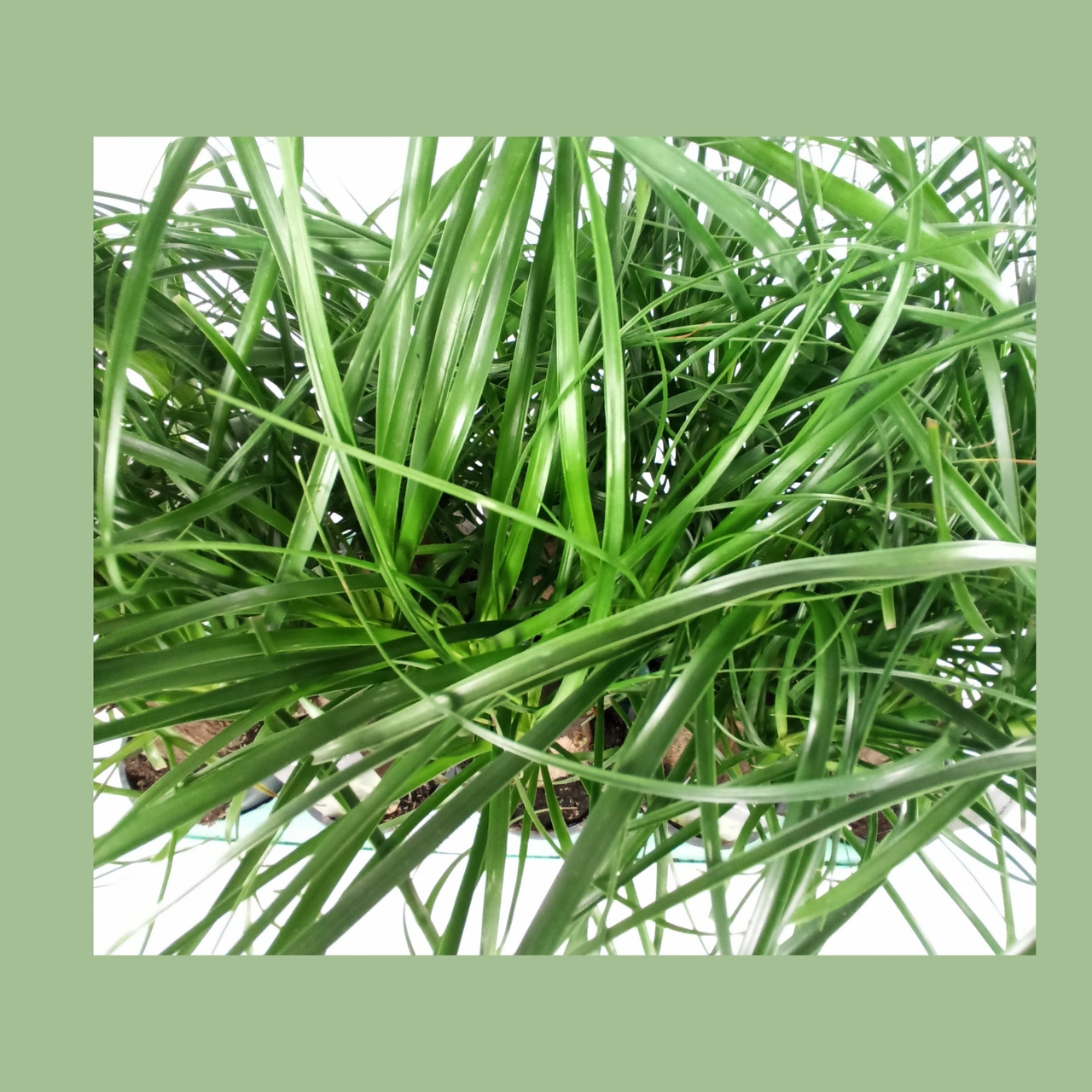 Aglaonema Peach Pearl C1,2