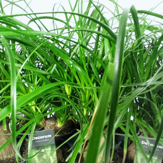 Beaucarnea recurvata Nolina wygięta C1,2