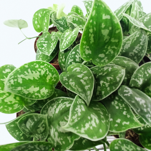 Scindapsus pictus Argyraeus C1,2