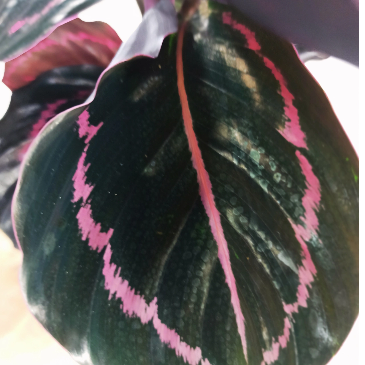 Aglaonema Peach Pearl C1,2