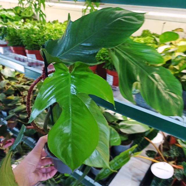 Filodendron squamiferum Philodendron C1,2