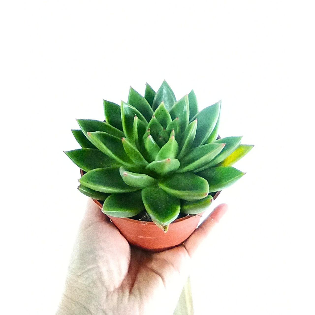 Echeveria agavoides C1,0