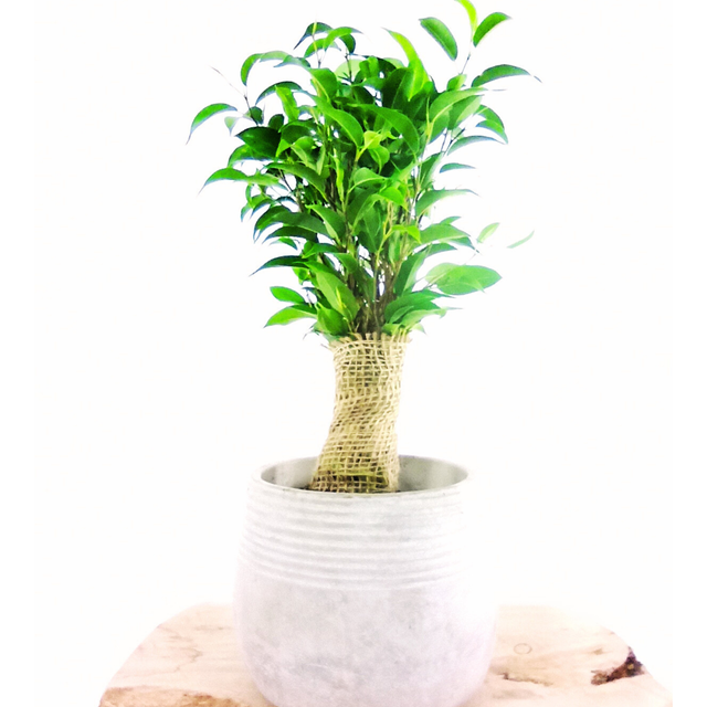 Ficus benjamina C1,2