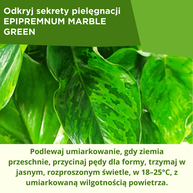 Epipremnum Marble Green C1,2