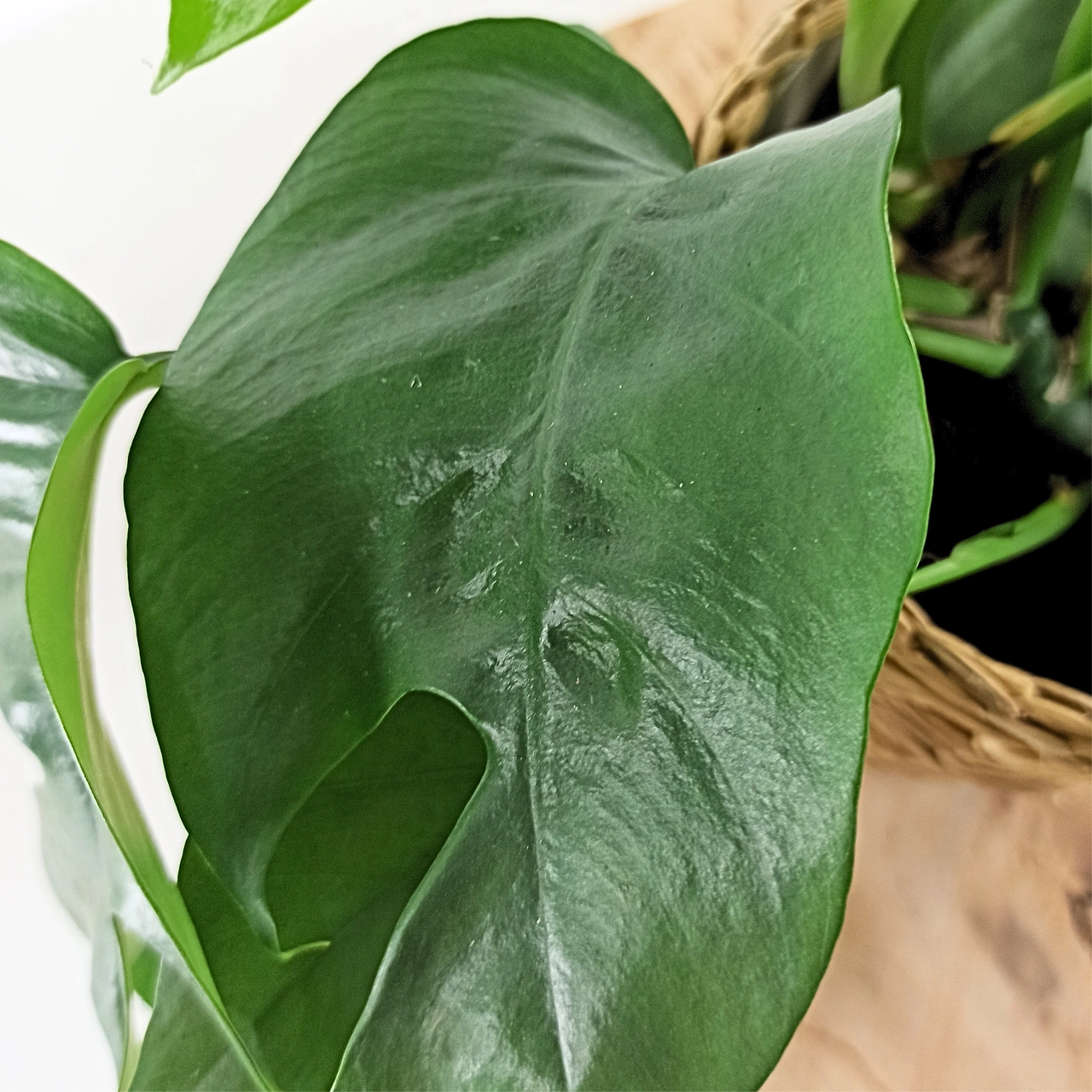 Monstera Minima C1,2