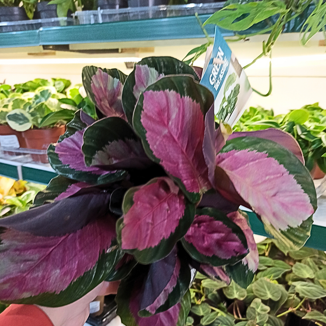 Calathea Roseopicta Rosy C1,2