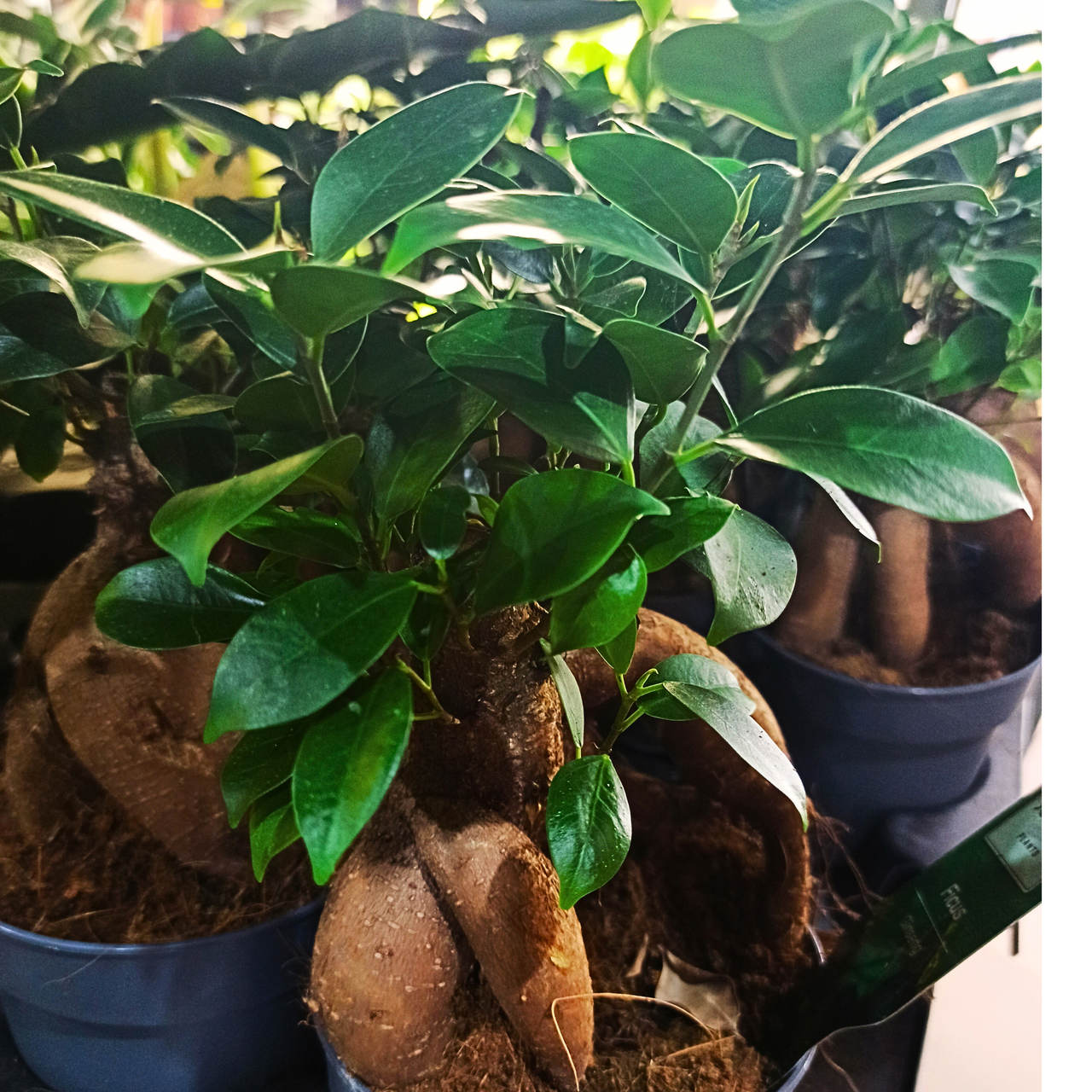 Aglaonema Peach Pearl C1,2