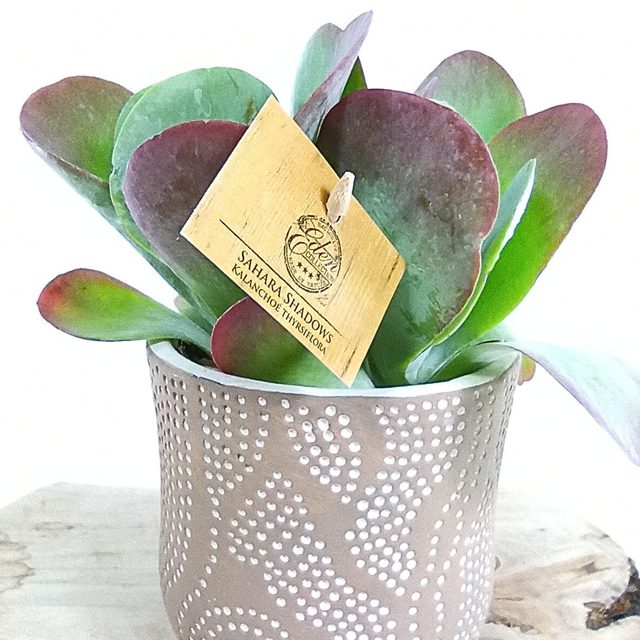 Kalanchoe thyrsiflora C1,2