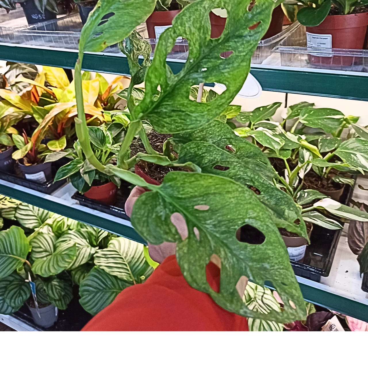 Monstera adansonii Mint C1,2