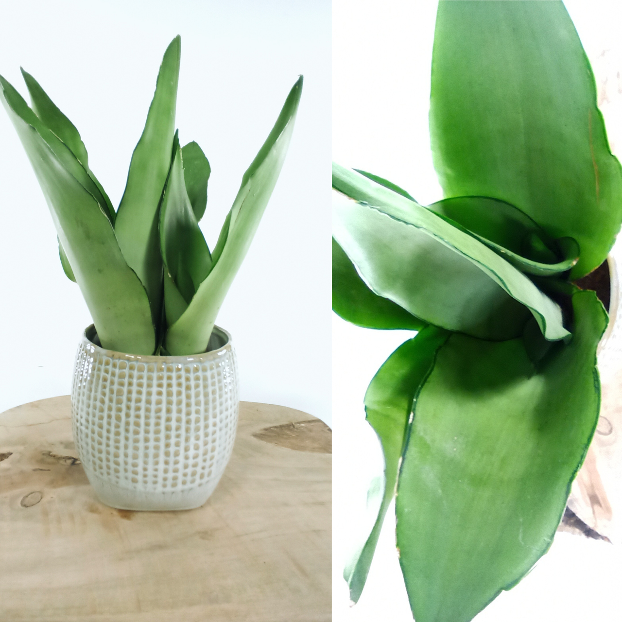 Aglaonema Peach Pearl C1,2