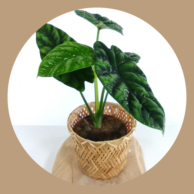 Alocasia Sinuata V1,2