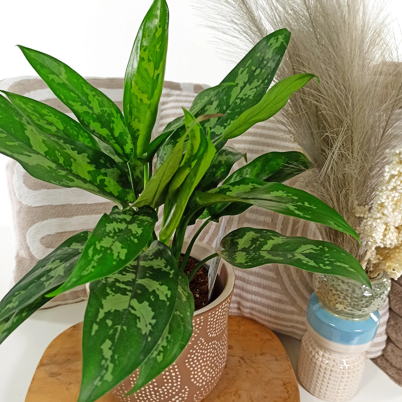 Aglaonema Maria C1,4