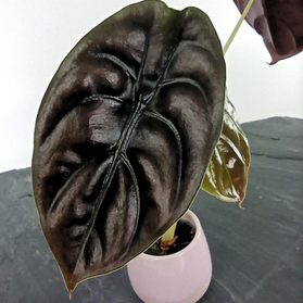 Alokazja Red Secret Alocasia C0,6