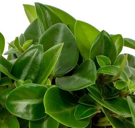 Peperomia Pixie C1,2