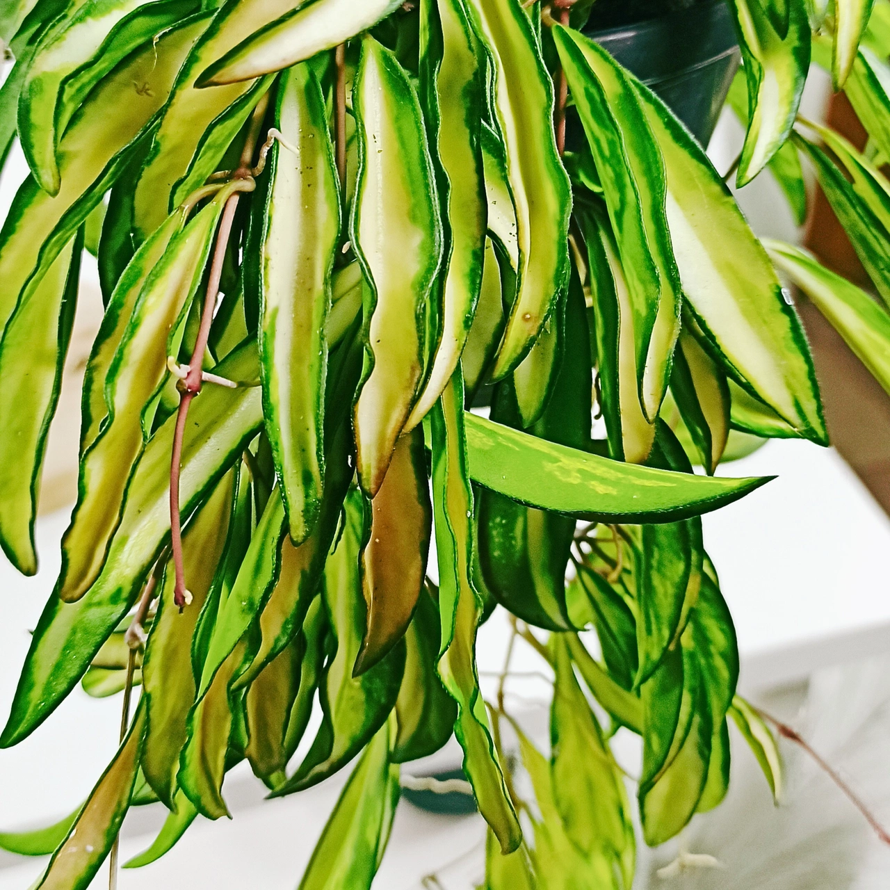 Aglaonema Peach Pearl C1,2