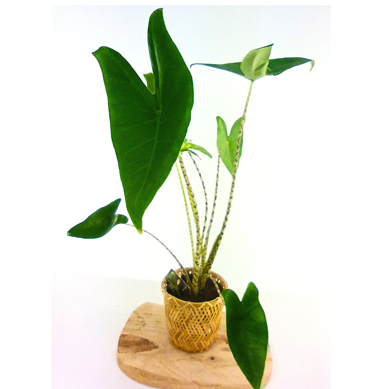 Alokazja pasiasta Alocasia Zebrina C1,4