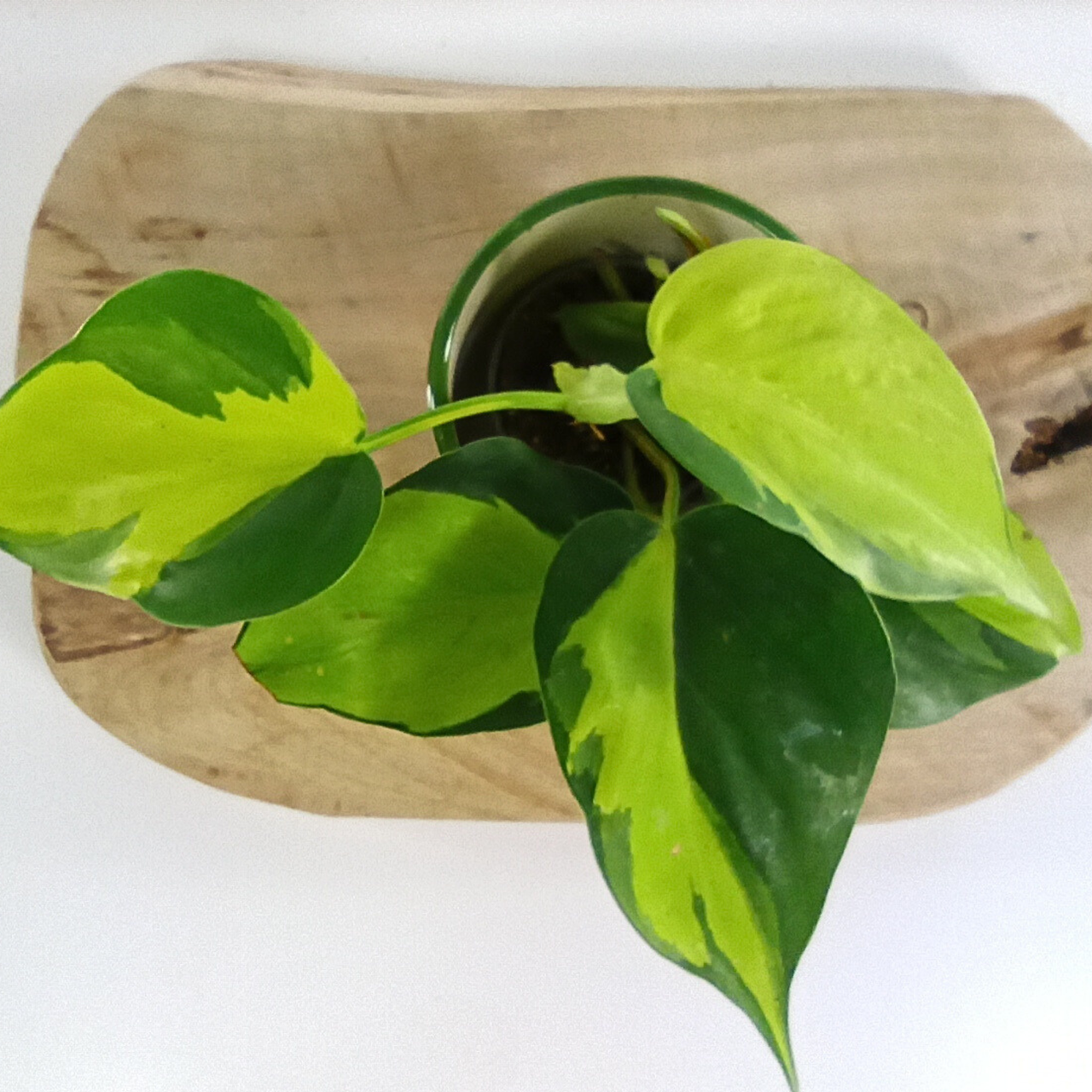 Philodendron Brasil C0,6