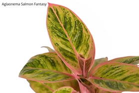 Aglaonema Salomon Fantasy C1,2