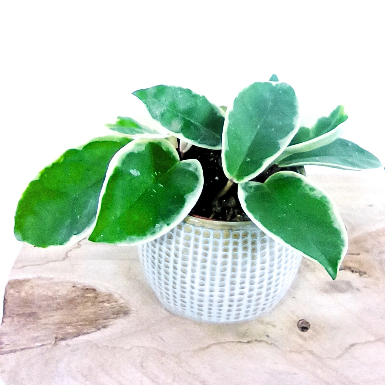 Hoya carnosa Krimson Queen C0,9