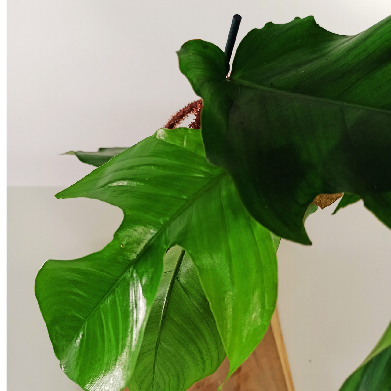 Philodendron squamiferum C1,2
