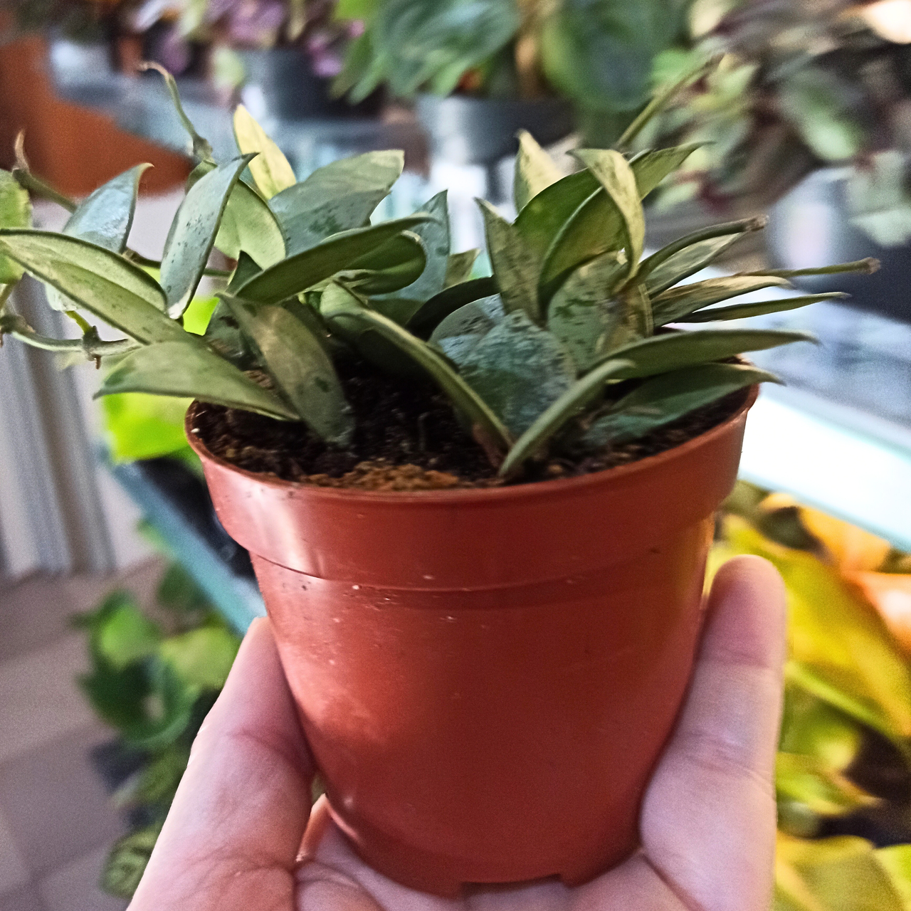 Hoya krohniana Eskimo C0,9