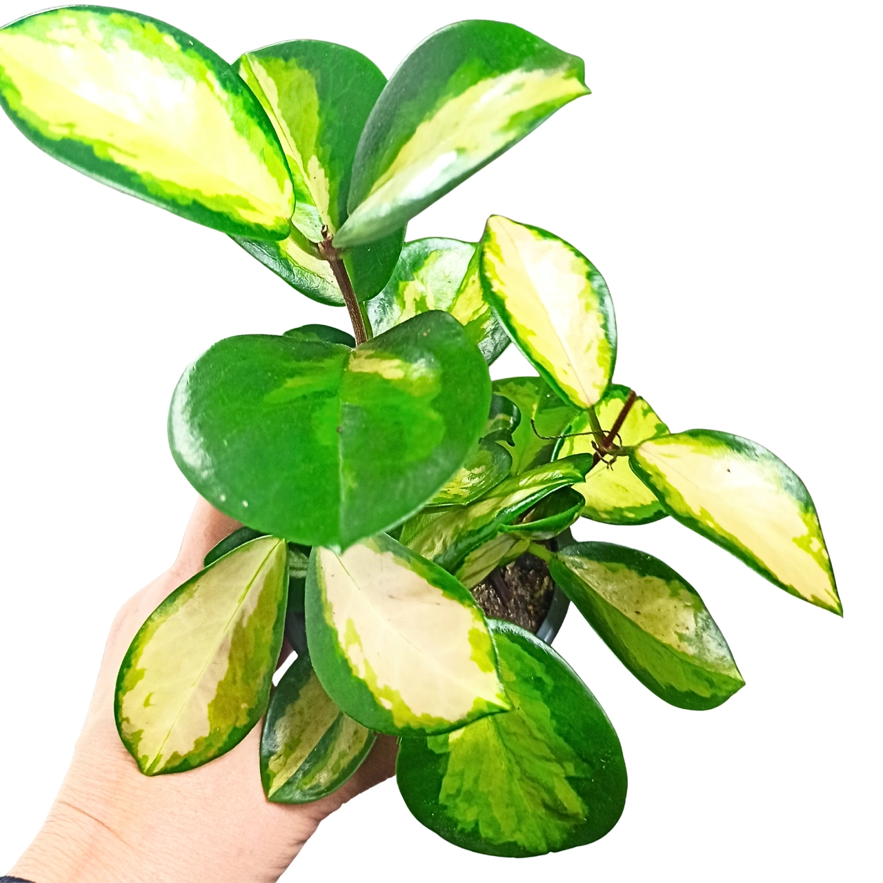 Hoya carnosa tricolor rosa C0,9