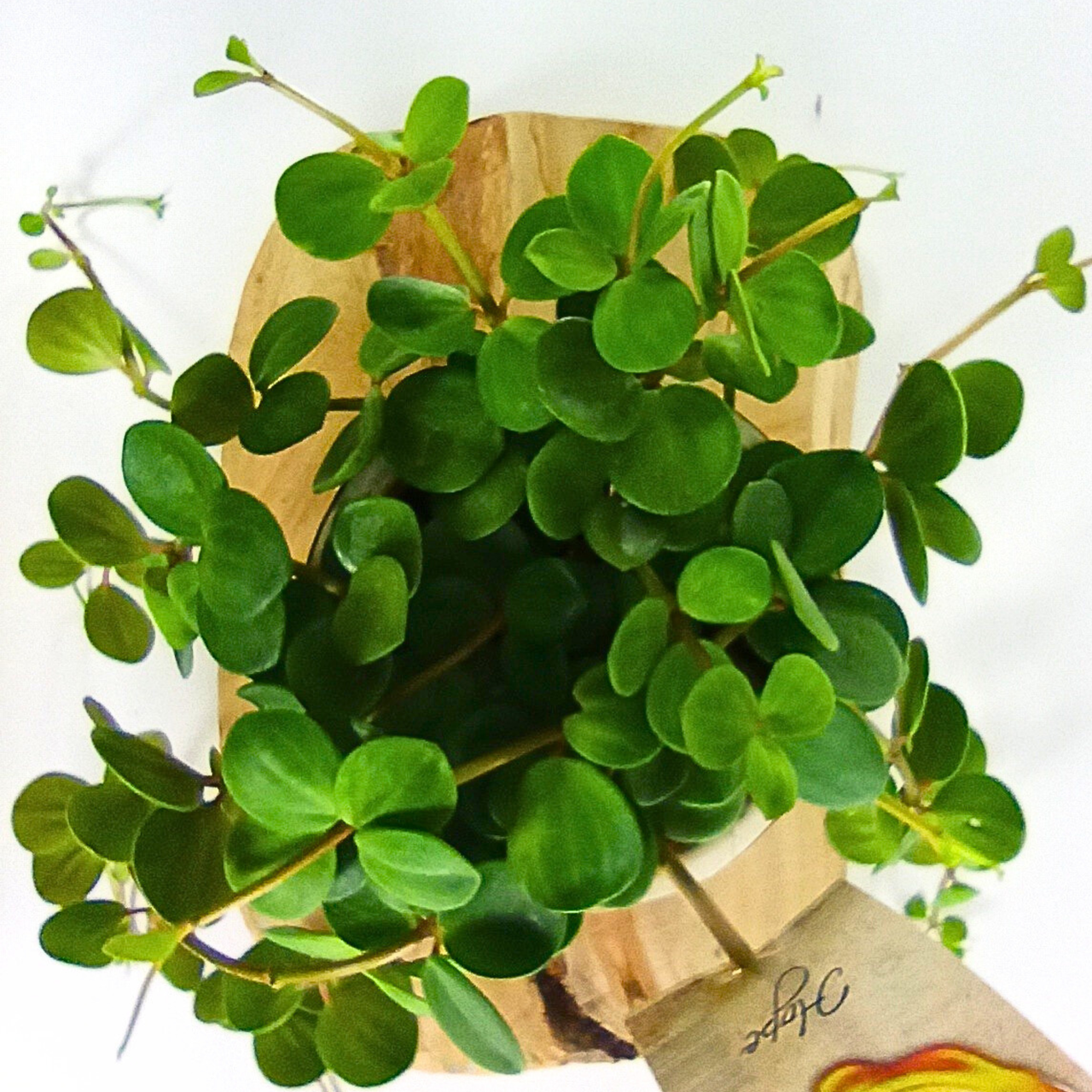 Peperomia tetraphylla Hope C1,2