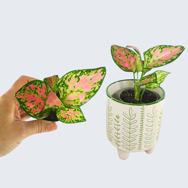 Aglaonema Red Zircon C0,6