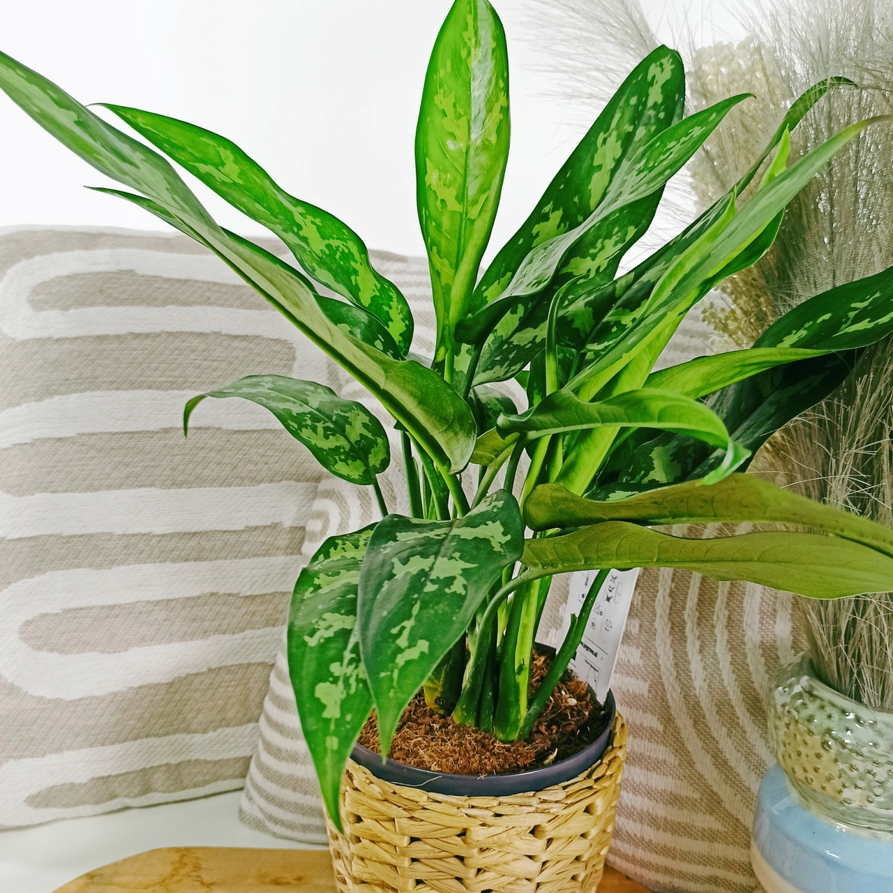 Aglaonema Maria C1,4