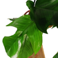 Filodendron squamiferum Philodendron C1,2