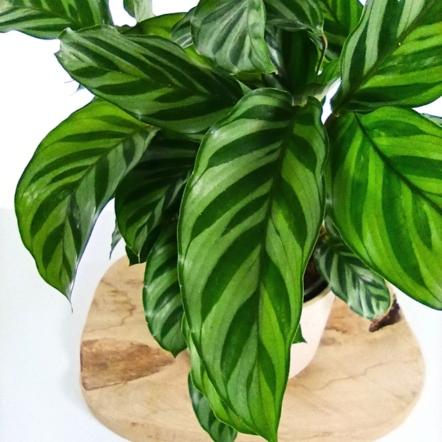 Calathea Freddie C1,2