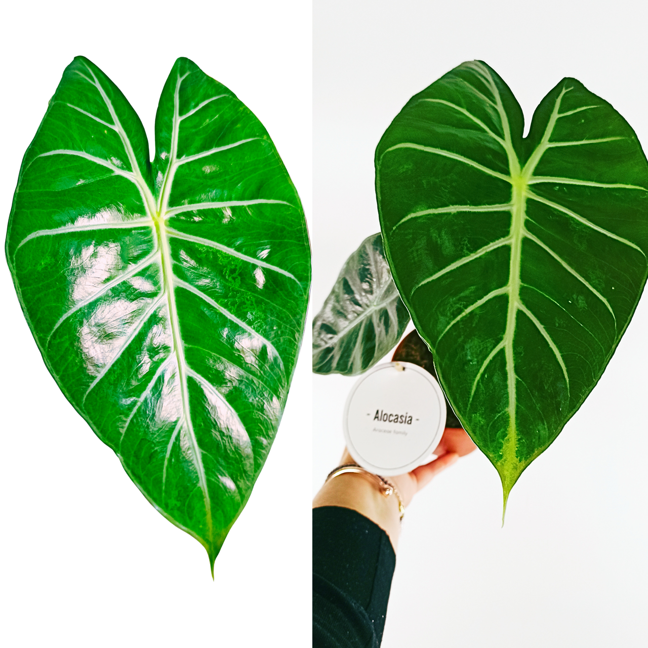 Alocasia Pink Dragon C1,2