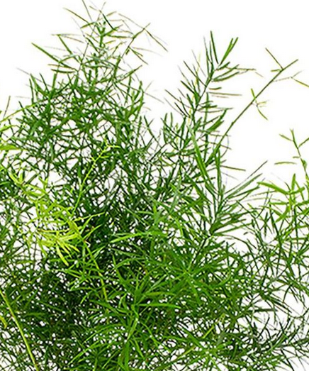 Asparagus Sprengeri C1,2