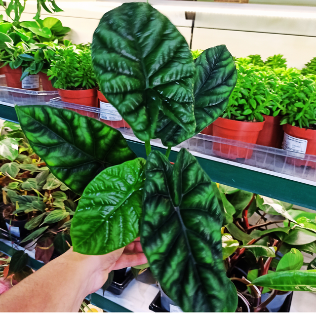 Alocasia Sinuata V1,2